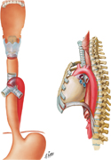 Esophagus: Constrictions and Relations