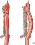 Musculature of Esophagus