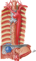 Arteries of Esophagus