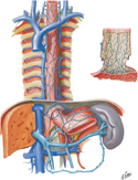 Veins of Esophagus