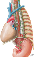 Lymph Vessels and Lymph Nodes of Esophagus