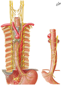 Nerves of Esophagus