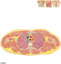 Cross Section of Thorax at T3/T4 Disc Level