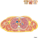 Cross Section of Thorax at T4/T5 Disc Level