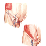 Inguinal and Femoral Regions