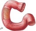 Layers of Duodenal Wall