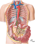 Lymph Vessels and Lymph Nodes of Small Intestine