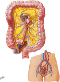 Lymph Vessels and Lymph Nodes of Large Intestine