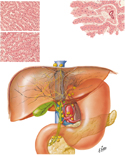 Lymph Vessels and Lymph Nodes of Liver
