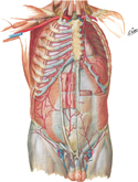 Arteries of Anterior Abdominal Wall