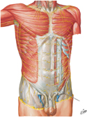 Nerves of Anterior Abdominal Wall