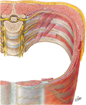 Intercostal nerves