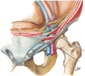 Inguinal Canal and Spermatic Cord