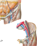 Femoral Sheath and Inguinal Canal