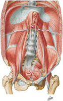 Posterior Abdominal Wall: Internal View