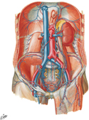 Veins of Posterior Abdominal Wall