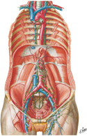 Lymph Vessels and Lymph Nodes of Posterior Abdominal Wall