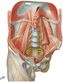 Nerves of Posterior Abdominal Wall