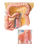 Mesenteries and Suspensory Muscle of Duodenum