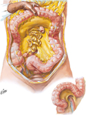 Mesocolons and Root of Mesentery