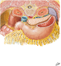 Omental Bursa: Cross Section