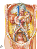 Peritoneum of Posterior Abdominal Wall