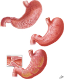 Mucosa of Stomach