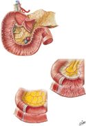 Mucosa and Musculature of Small Intestine
