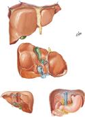 Surfaces and Bed of Liver