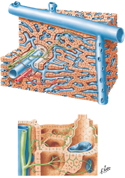 Liver Structure: Schema