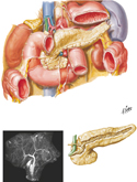 Pancreas in Situ