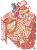 Arteries of Small Intestine