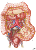 Arteries of Large Intestine