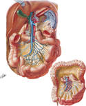 Veins of Small Intestine