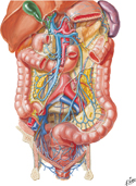 Veins of Large Intestine