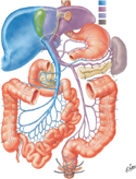 Hepatic Portal Vein Tributaries: Portacaval Anastomoses