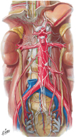 Autonomic nerves and ganglia of abdomen