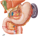 Autonomic Innervation of Stomach and Duodenum