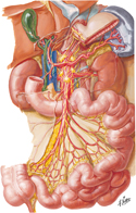 Autonomic Innervation of Small Intestine