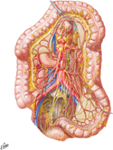 Autonomic Innervation of Large Intestine