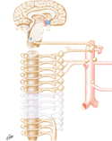 Autonomic Innervation of Intestines: Schema