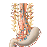 Autonomic Innervation of Esophagus, Stomach, and Duodenum: Schema