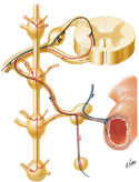 Autonomic Reflex Pathways: Schema