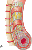 Enteric Plexuses of Intestine