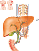 Autonomic Innervation of Liver: Schema