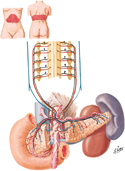 Autonomic Innervation of Pancreas: Schema