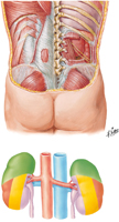 Kidneys in Situ: Posterior Views