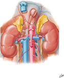 Suprarenal Glands