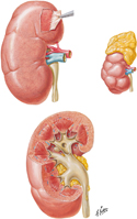 Gross Structure of Kidney