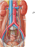 Arteries of Ureters and Urinary Bladder